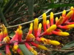 Aechmea kertezsiae (23)