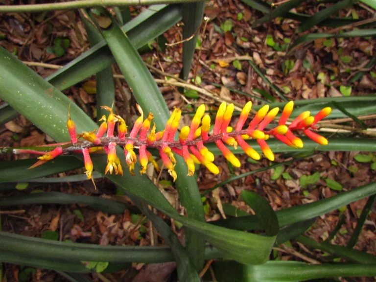 Aechmea kertezsiae (21)