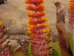 Aechmea kertezsiae (16)