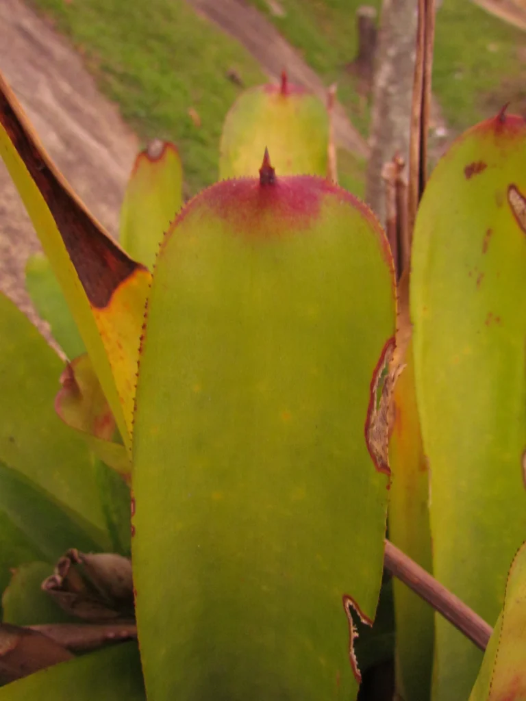 Aechmea kertezsiae (14)
