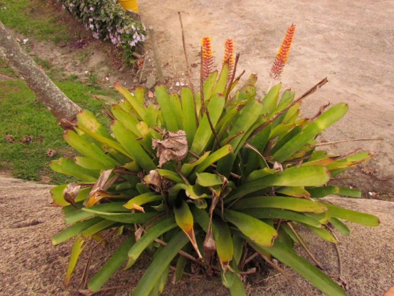 Aechmea kertezsiae (12)