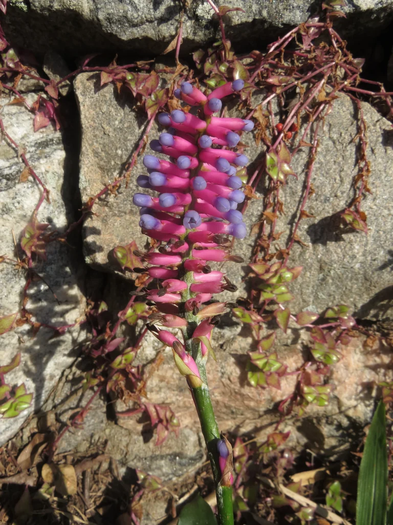 Aechmea gamosepala (33)