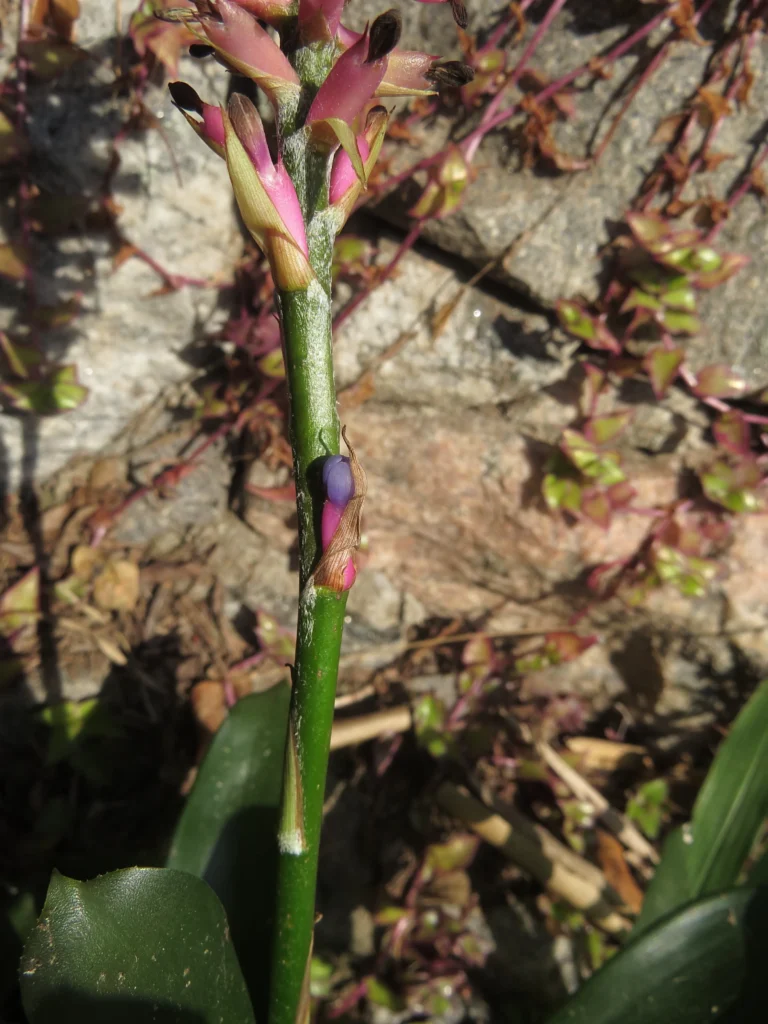 Aechmea gamosepala (34)