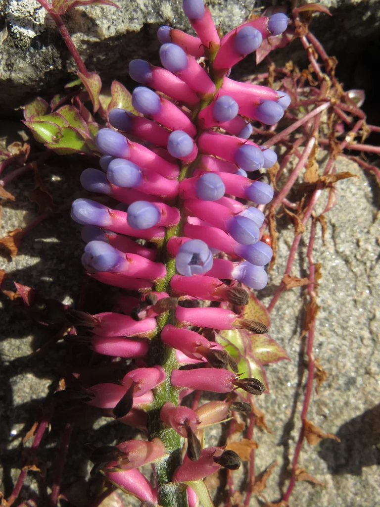 Aechmea gamosepala (28)