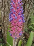 Aechmea gamosepala (24)