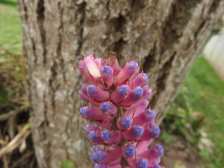 Aechmea gamosepala (22)