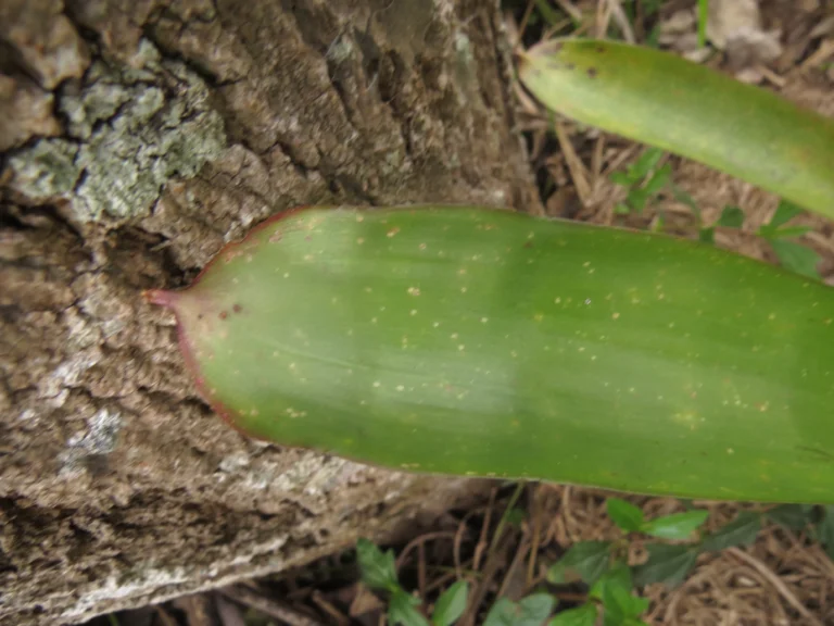 Aechmea gamosepala (11)