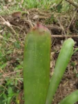 Aechmea gamosepala (10)