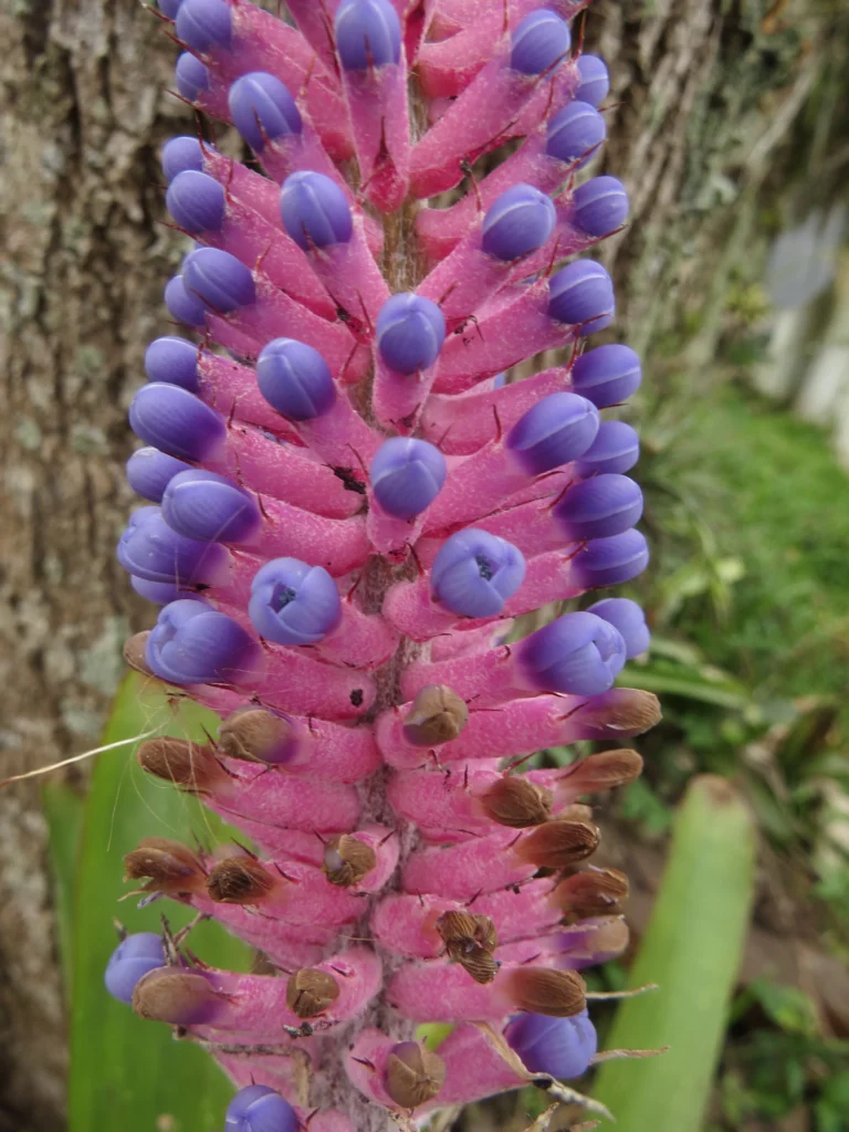 Aechmea gamosepala (8)