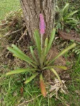 Aechmea gamosepala (9)