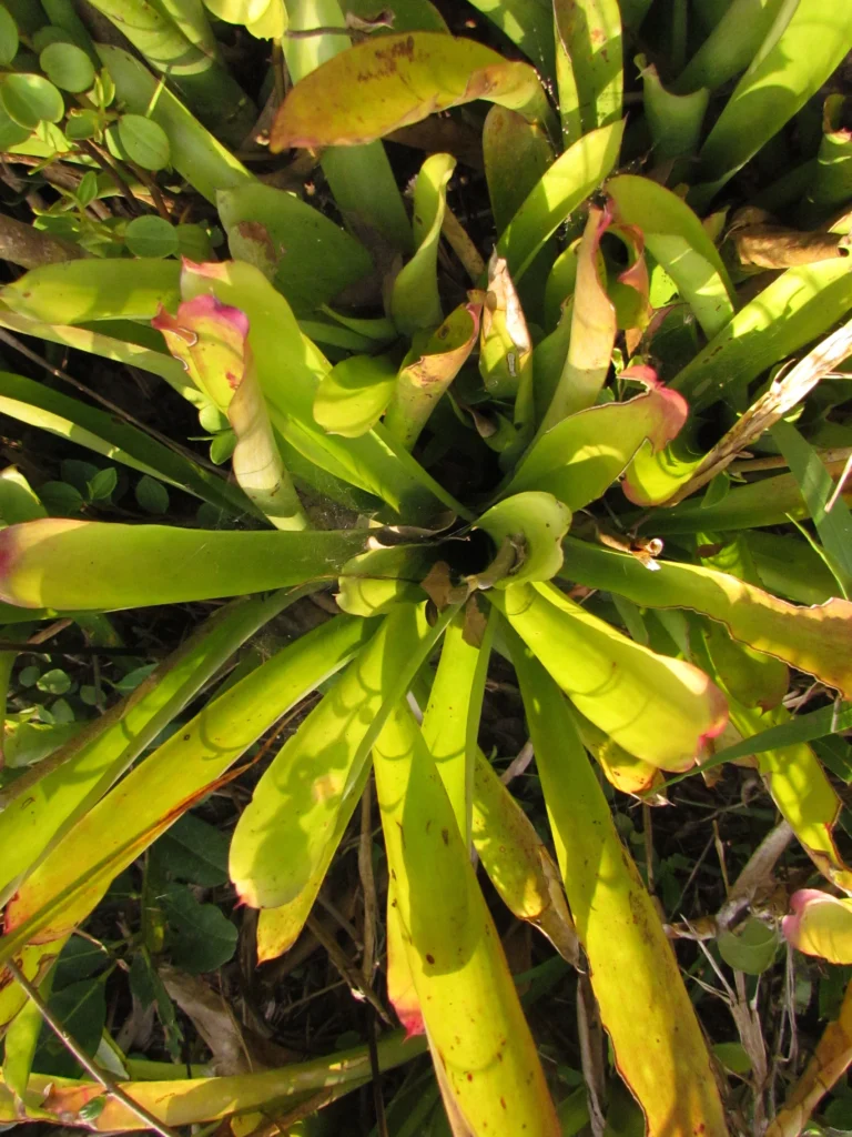 Aechmea gamosepala (7)
