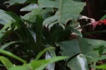 Aechmea gamosepala (3)