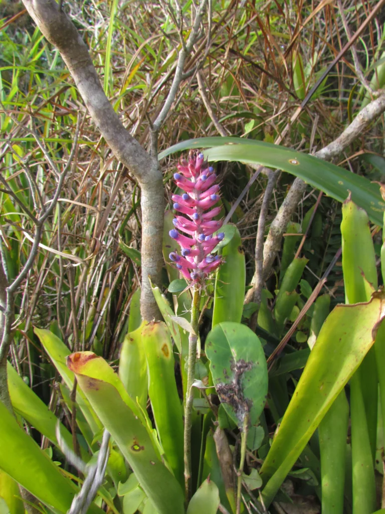 Aechmea gamosepala (3)