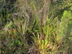 Aechmea gamosepala (2)