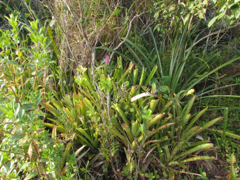 Aechmea gamosepala (1)