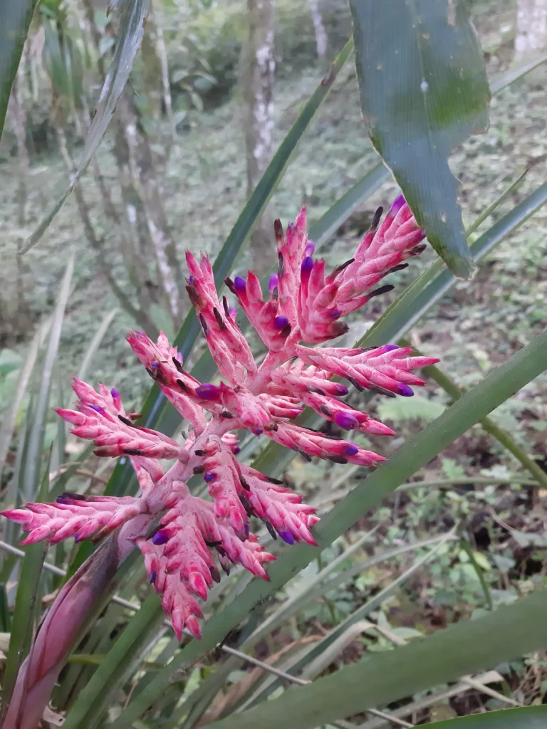 Aechmea distichantha (37)