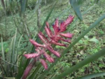 Aechmea distichantha (24)