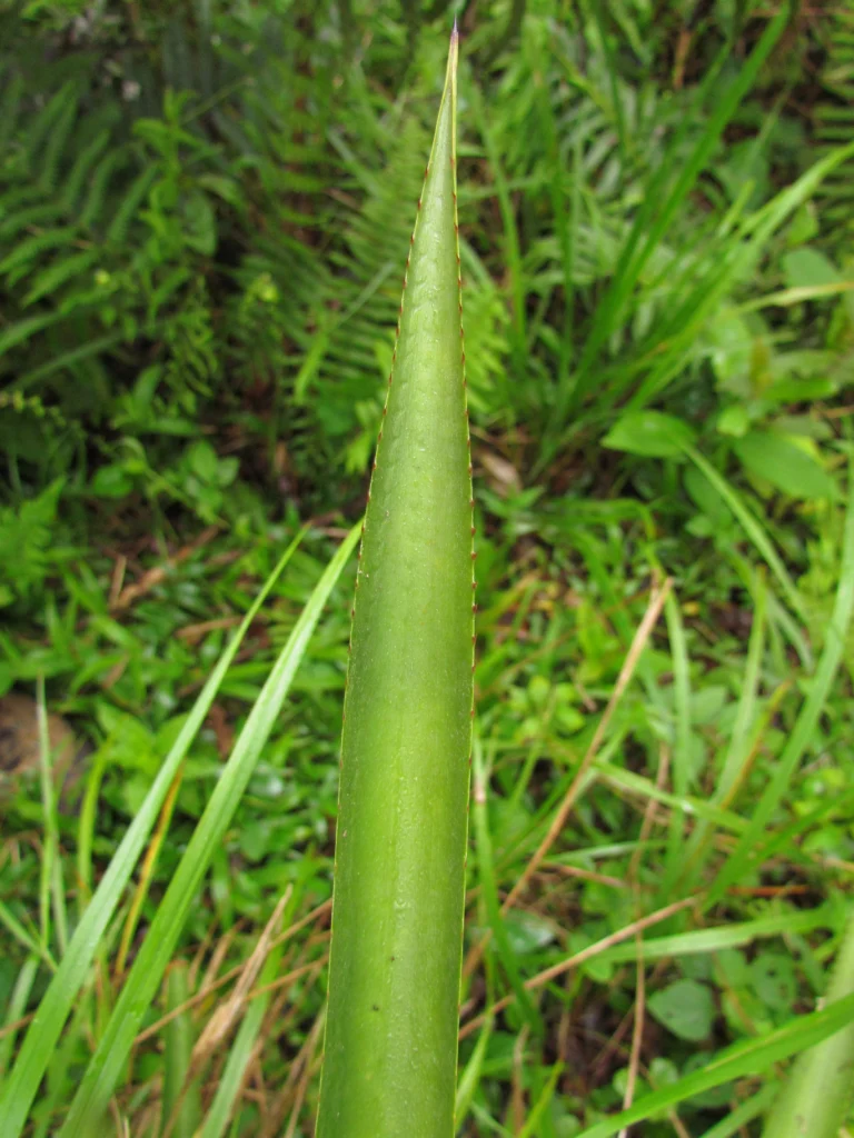 Aechmea distichantha (22)