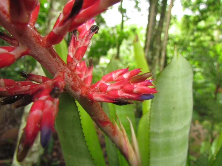 Aechmea distichantha (14)