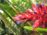 Aechmea distichantha (13)