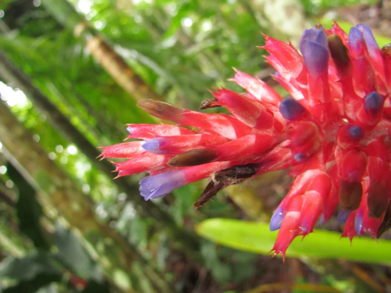 Aechmea distichantha (13)