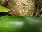 Aechmea cylindrata (22)