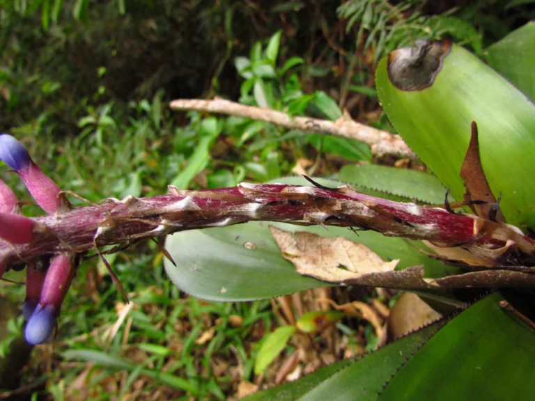 Aechmea cylindrata (20)