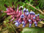 Aechmea cylindrata (18)