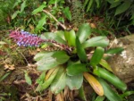 Aechmea cylindrata (16)