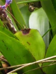 Aechmea cylindrata (13)