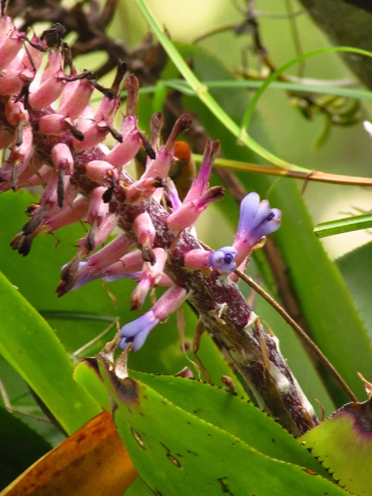 Aechmea cylindrata (12)