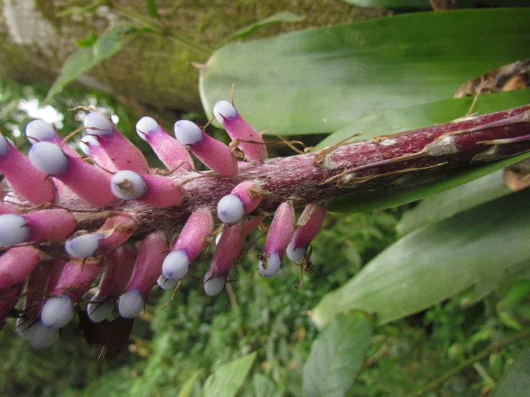 Aechmea cylindrata (8)