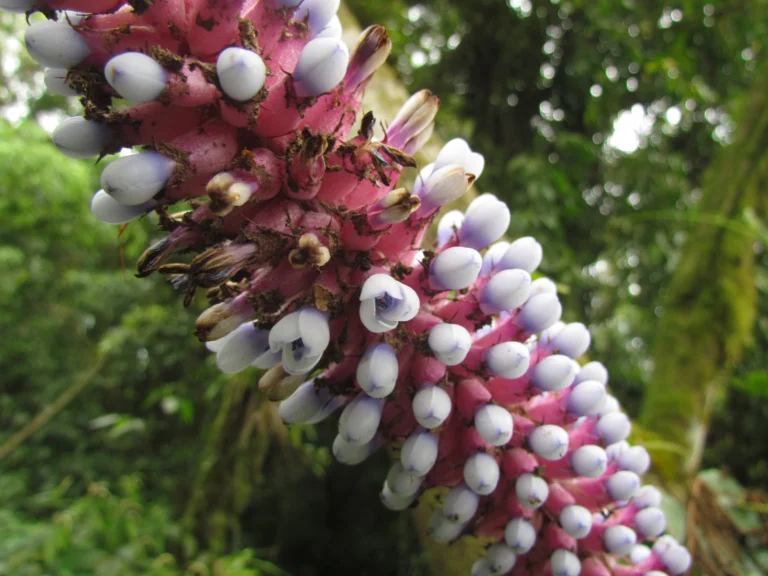 Aechmea cylindrata (4)