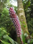 Aechmea cylindrata (3)
