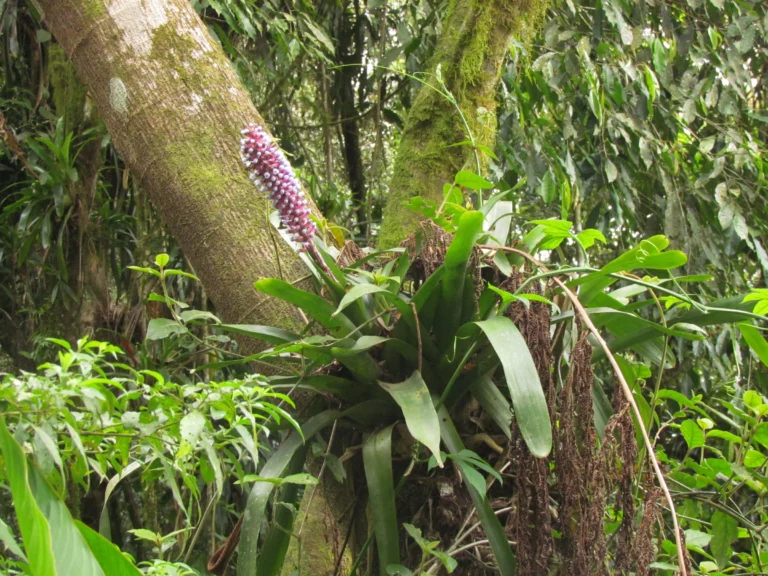 Aechmea cylindrata (2)