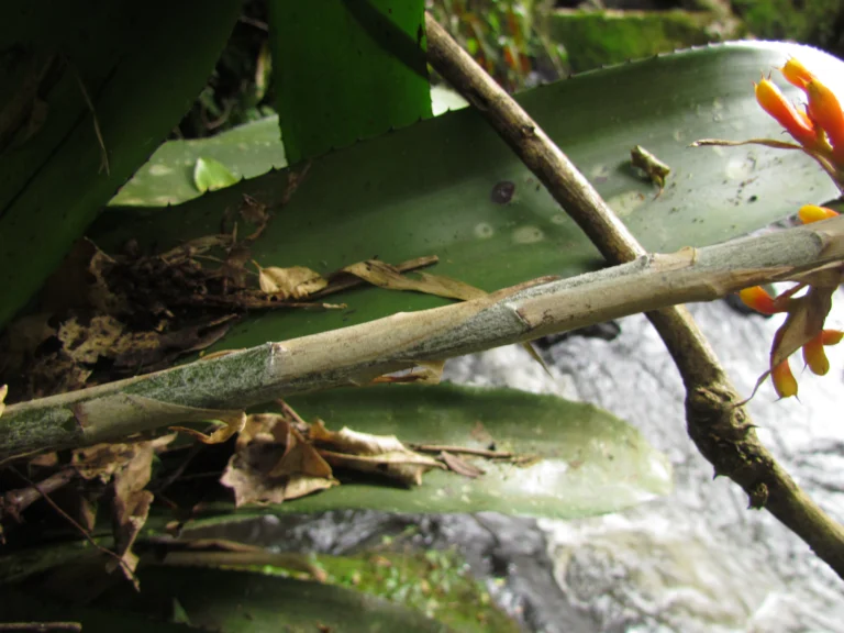 Aechmea caudata (14)
