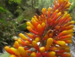 Aechmea caudata (11)
