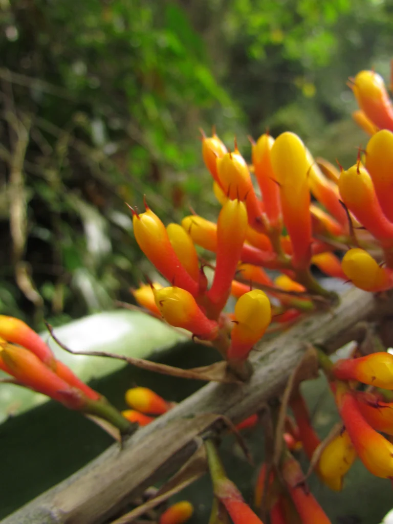 Aechmea caudata (10)