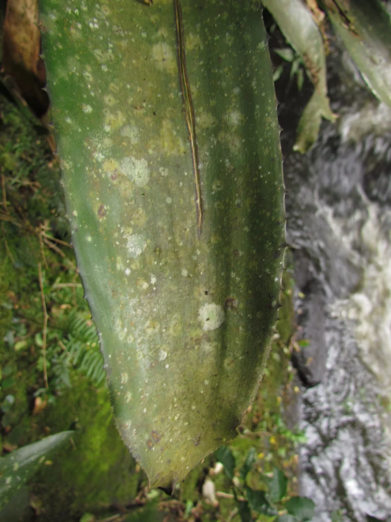 Aechmea caudata (6)