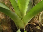 Aechmea calyculata (24)