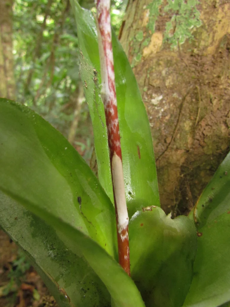 Aechmea calyculata (18)