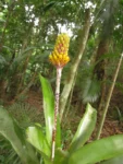 Aechmea calyculata (9)