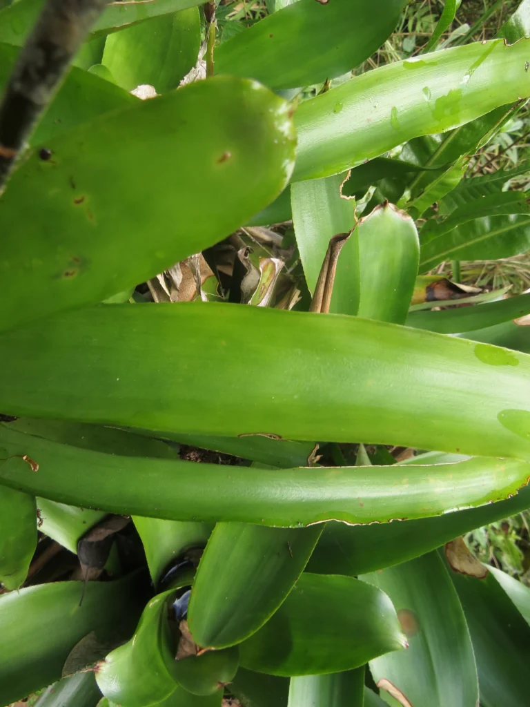 Aechmea calyculata (7)