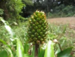 Aechmea calyculata (3)