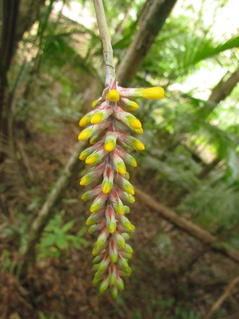 Aechmea blumenavii (15)