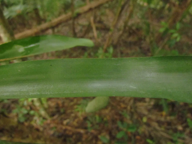 Aechmea blumenavii (11)