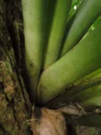 Aechmea blumenavii (8)