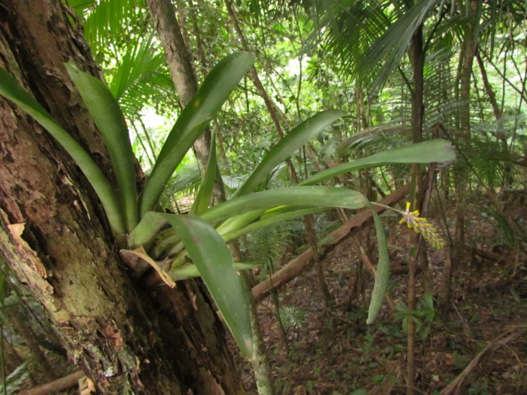 Aechmea blumenavii (1)