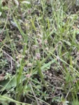 Scleria distans (2)