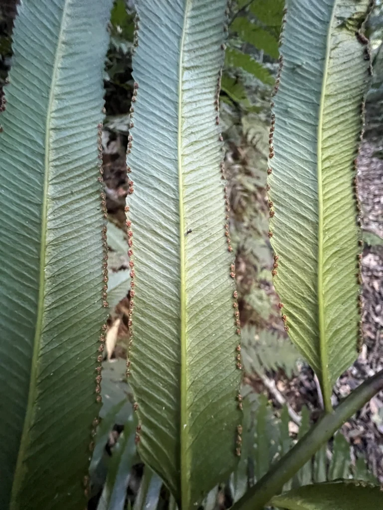 Saccoloma (7)